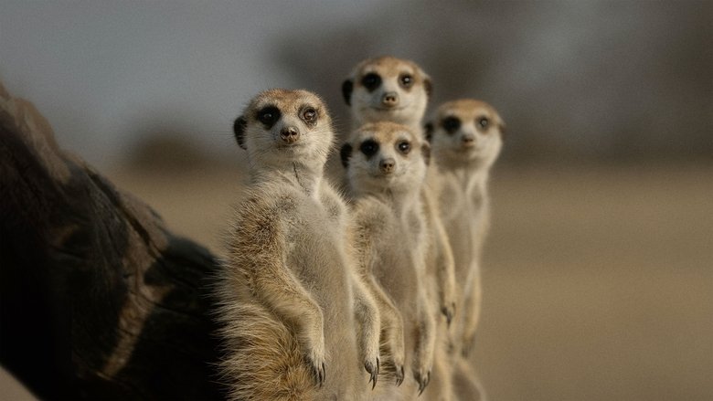 A Beleza Secreta dos Animais
